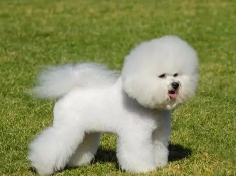 比熊犬美容護理