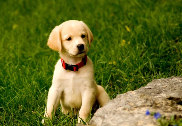 狗洗牙注意事項