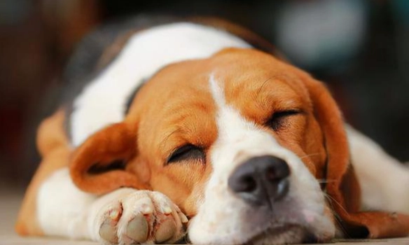 狗狗腸胃炎 幾天會好