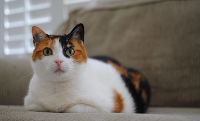 米克斯貓咪 照顧