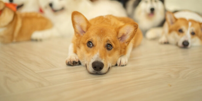 狗狗平衡失調照護