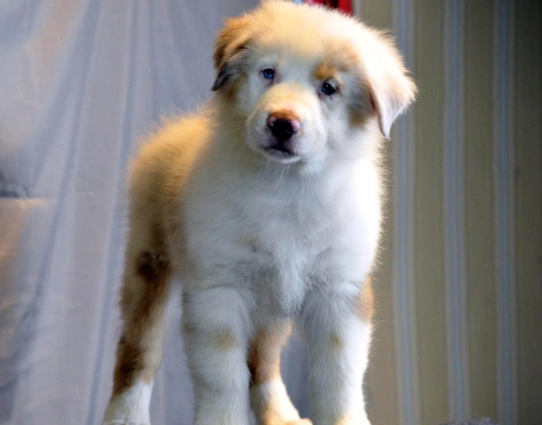 澳洲牧羊犬飼養困難