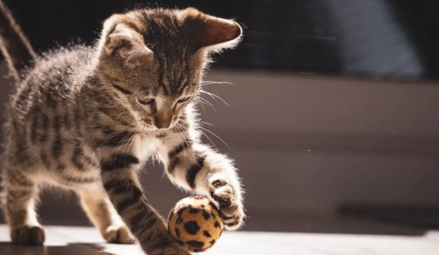 貓咪肛門腺問題