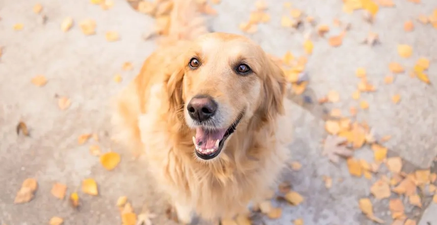 狗胃酸逆流 狗胃酸逆流
