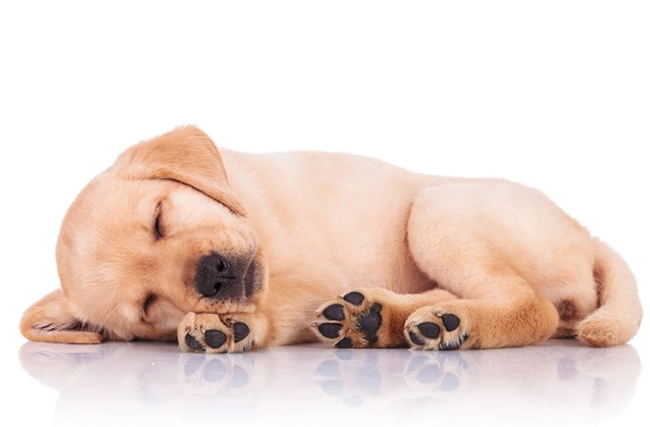 狗狗腸胃炎 幾天會好