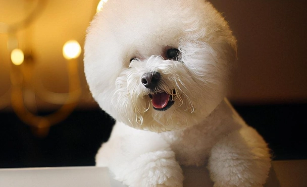 比熊犬訓練技巧