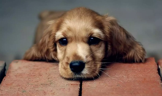 狗狗平衡失調護理