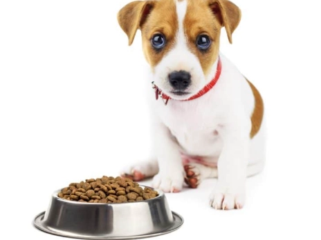 狗吐未消化食物