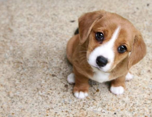 狗狗流口水原因