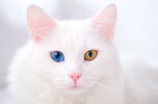 米克斯貓個性 米克斯貓個性