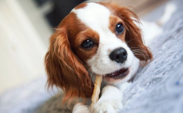 狗骨頭危險 狗骨頭危險