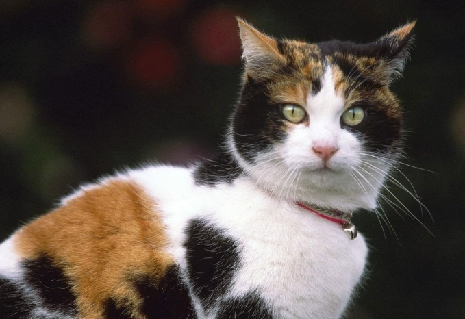 米克斯貓咪 領養