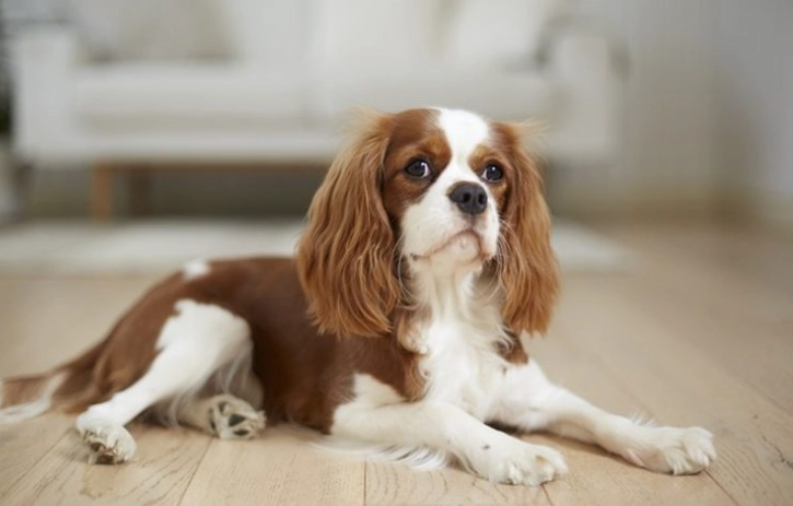 狗吃羊骨頭風險