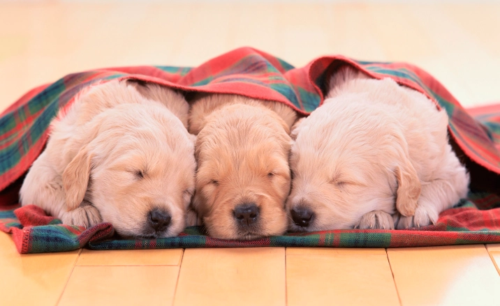 狗牙齦發黑原因