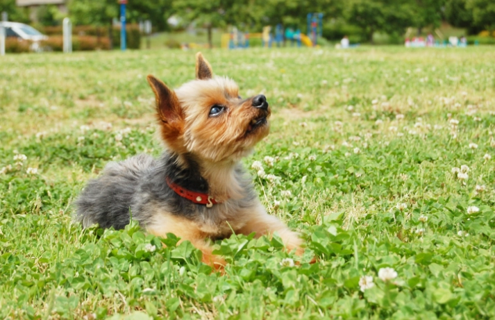 狗狗流口水 狗狗流口水