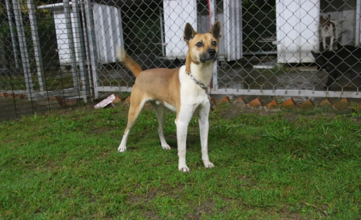 牛皮骨安全 牛皮骨安全