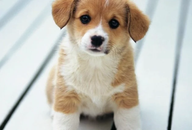 狗狗血便怎麼辦