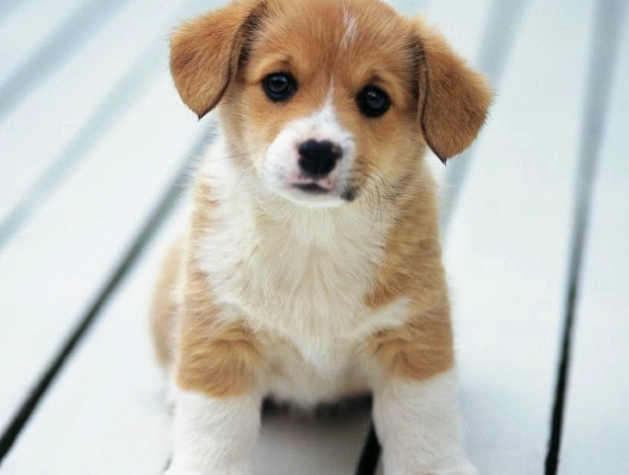 狗狗血便怎麼辦？獸醫親授緊急處理與治療全攻略