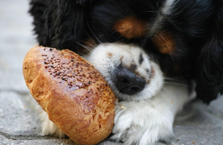 狗狗可以吃麵包嗎？獸醫解答安全餵食指南與常見風險