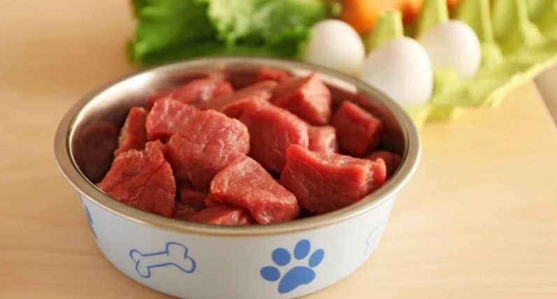 狗狗一天吃一餐可以嗎