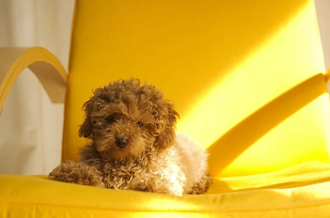 狗狗臨終前大便