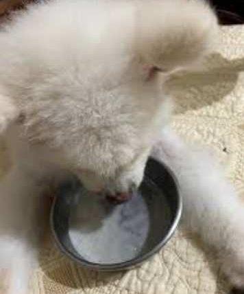 狗可以喝羊奶吗