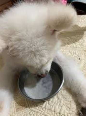 狗可以喝羊奶吗？獸醫完整解析優缺點與正確餵食指南