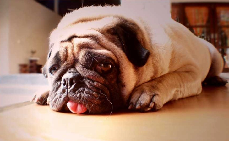 狗狗耳朵發燒原因