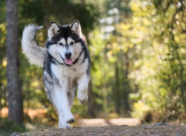 老年狗癲癇 老年狗癲癇