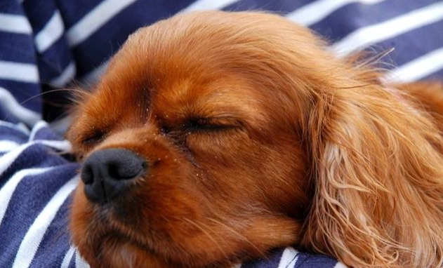 狗呼吸困難 狗呼吸困難