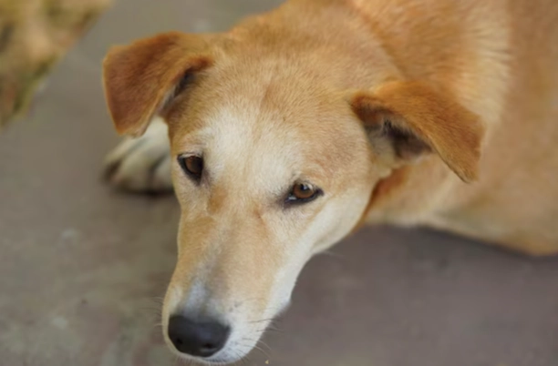 狗狗心臟病照護 狗狗心臟病照護