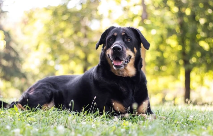 老狗心脏病末期