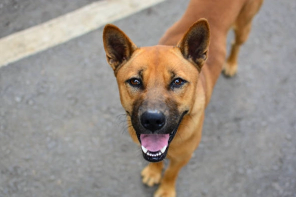 台灣犬 舌頭斑點