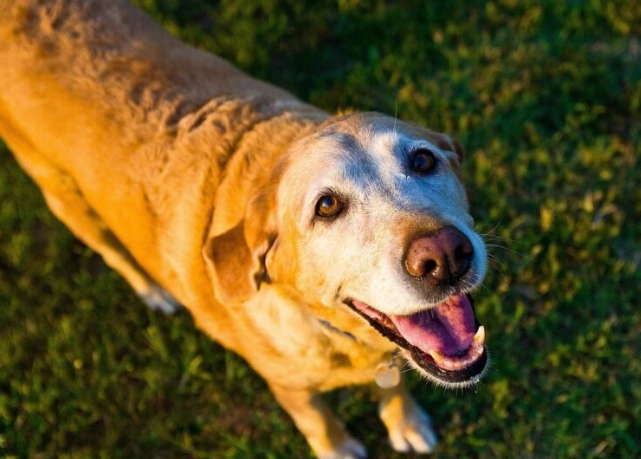 老年狗失智症治療