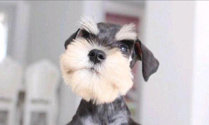 狗狗肺水腫症狀 狗狗肺水腫症狀