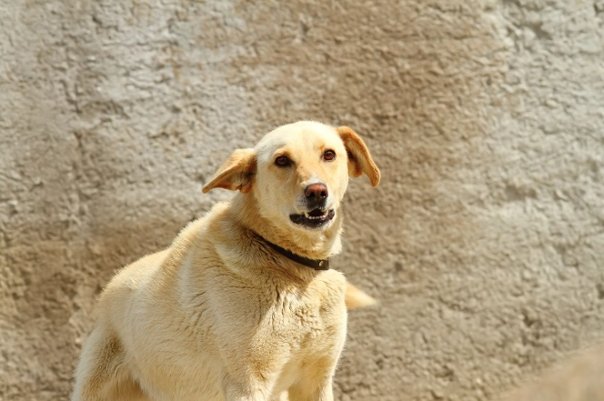 狗狗心臟病症狀 狗狗心臟病症狀
