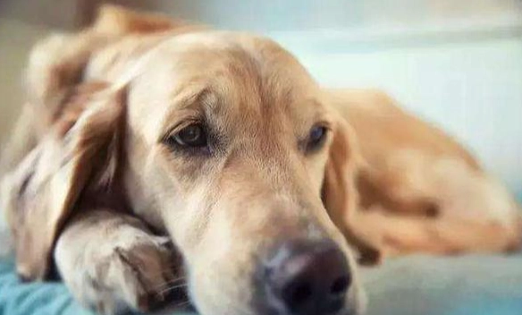 狗狗流口水原因