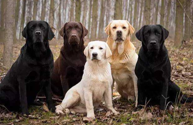 拉布拉多貴賓犬價格