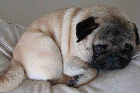 老狗癲癇 老狗癲癇