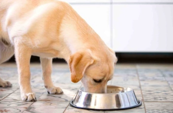 老年狗低脂飲食