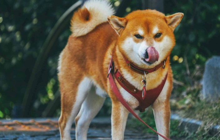狗可以吃蔬菜 狗可以吃蔬菜