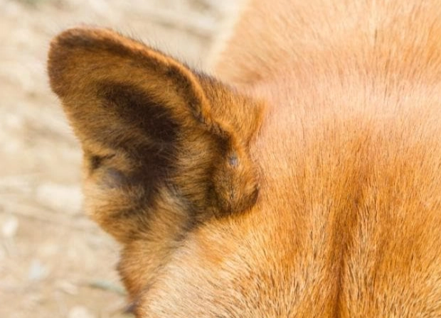 狗耳朵發炎處理