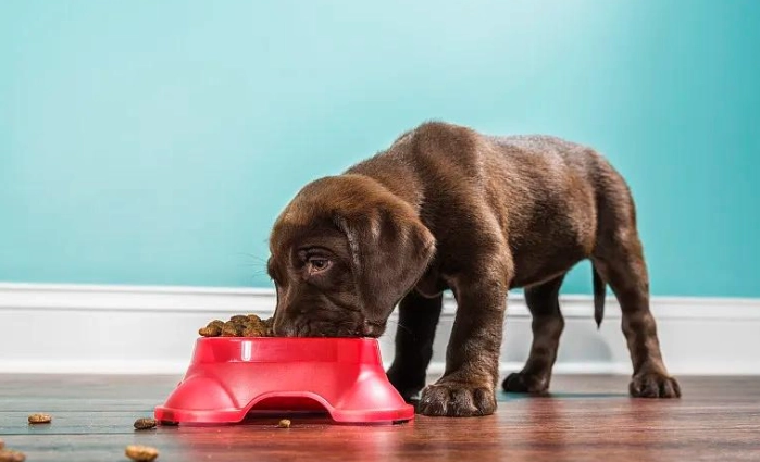 幼犬飲食指南