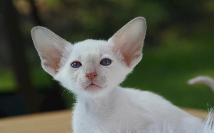 環保貓飼料包裝