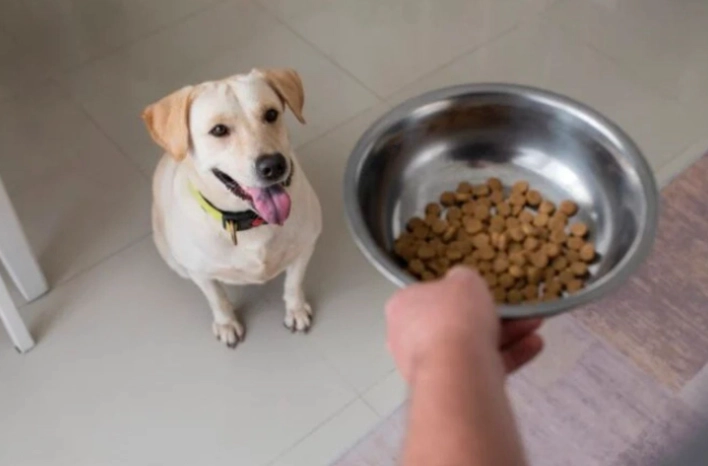 狗狗胰臟炎飲食