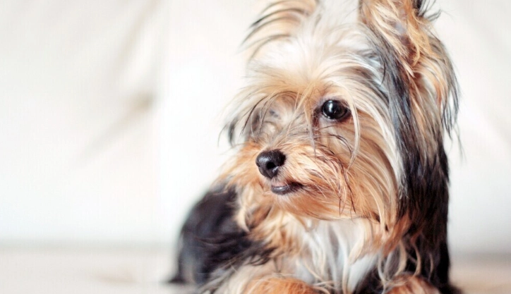 狗狗拱背發抖原因