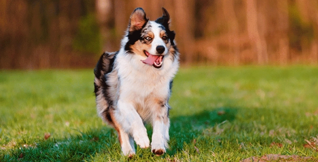 狗耳朵發炎症狀 狗耳朵發炎症狀