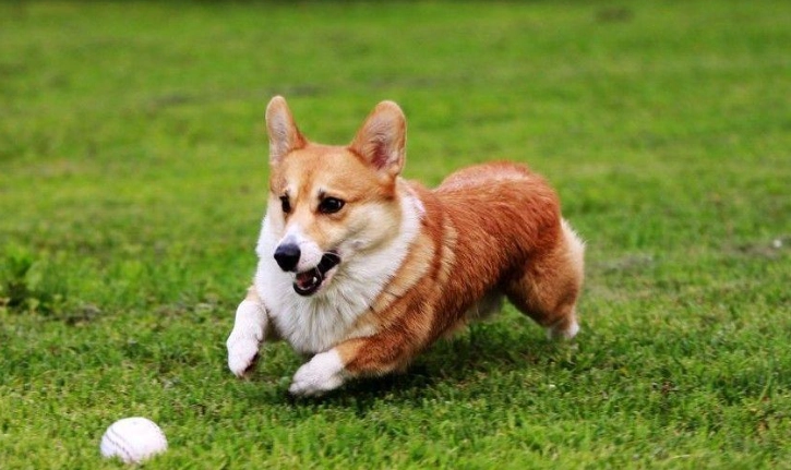 狗狗腎衰竭症狀 狗狗腎衰竭症狀