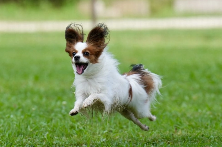 狗狗心臟保健食譜