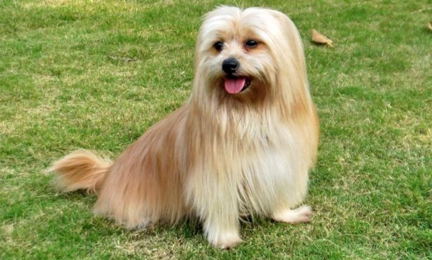 狗耳朵發炎症狀